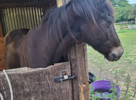 British riding pony