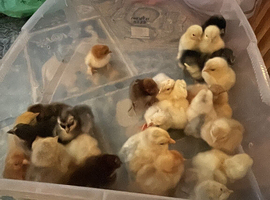 Pekin bantam chicks