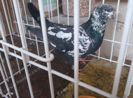 Tipplers for sale &pound;20 each