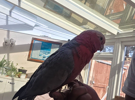 Tame Galah Cockatoo