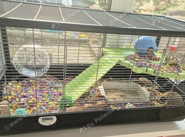 Male hamster and full set up