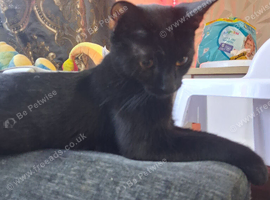 2 female black cats