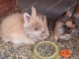 Beautiful little dwarf cross baby rabbits