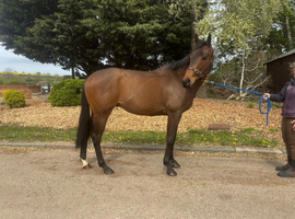 Lovely 5 yr old gelding