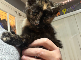 Female kitten