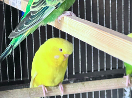 Budgerigars/parakeets for sale, various colors.