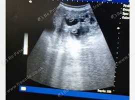 Ultrasound scans dogs cats rabbits