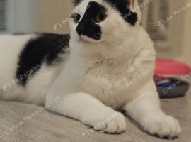 X2 beautiful kittens for rehome