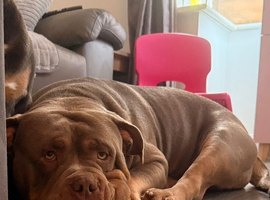 Beautiful pocket bully obi