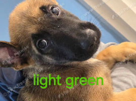 Pups for sale