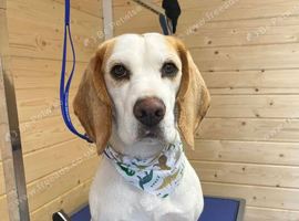 Buster the Beagle