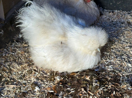 White silkie hen for sale (laying)