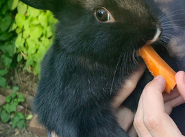 rabbit rehome