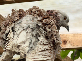 Frillback frills pigeons male/ female/ pairs