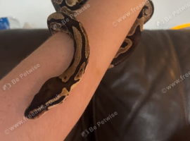 ballpython
