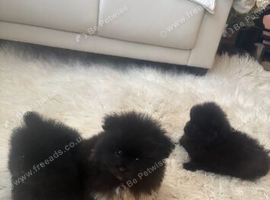 3 Beautiful Pomeranian Puppies