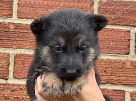 Short haired german shepherds