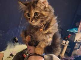 Beautiful part mainecoon kitten
