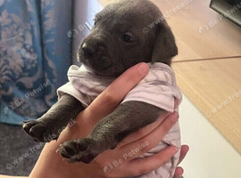Staffordshire puppy