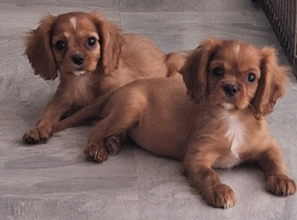 Beautiful king Charles cavalier