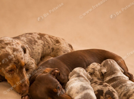 Stunning miniature dachshund puppies