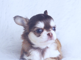 KC REGISTERED LONGCOAT CHIHUAHUAS - HUSKY GENE - HEALTH TESTED