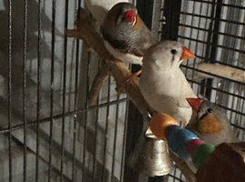 Two proven pairs of zebra finches no cage