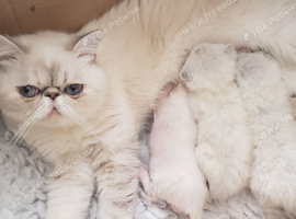 Colour Point Exotic Kittens
