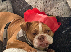 English bulldog cross