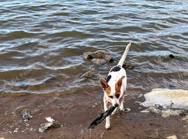 puppy rehoming