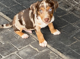 Jack Russell boy puppies ready for ther home s now