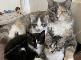 Maine coon kittens