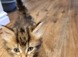Presenting little miss singleton