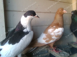 for swop afghan pigeons