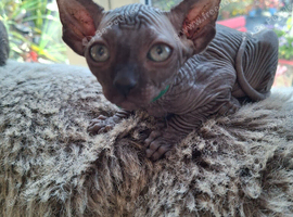 READY NOW Stunning Sphynks kittens,