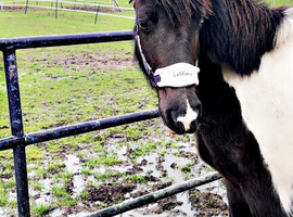 Mare for part loan!!