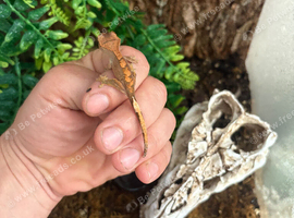 Baby crested gecko and full set up