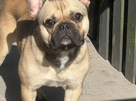 1 year old French Bulldog