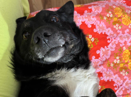 NERO &ndash; From Frozen & Forgotten to Faithful & Loving