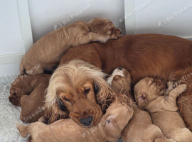 Stunning Golden Show Cocker Spaniel Puppies