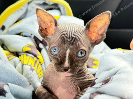 Male black-and-white (bicolor) Sphynx kitten with blue eyes
