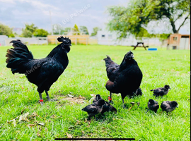 HATCHING EGGS, RIR,FCM, CLB, Light Sussex, Silkies, Collect Anglesey