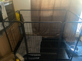 Large dog crate