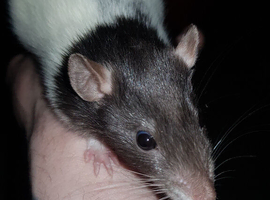 Males and females rats