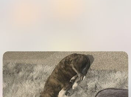 Bruno lurcher pup