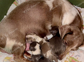 Beautiful puppies
