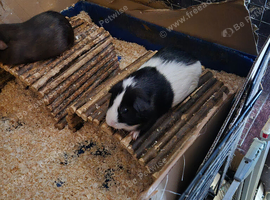 Guinea pig