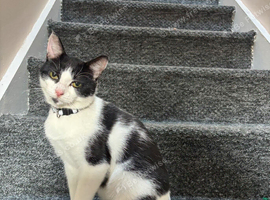 1 year old male cat