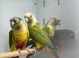 Conure