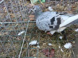 Racing chichen